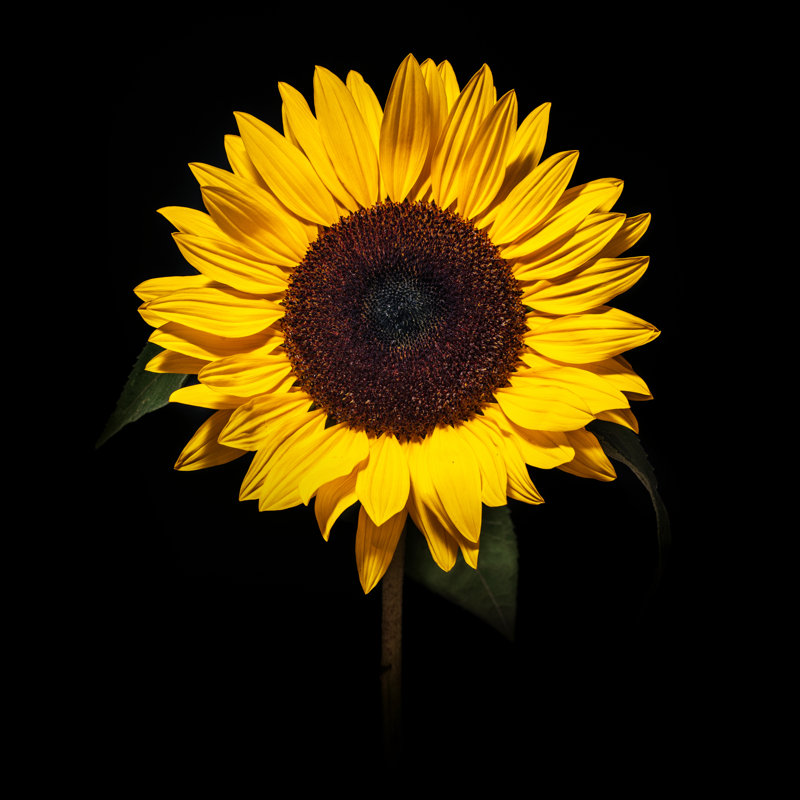 Magnifique tournesol de Sankai, H 36 po x l 36 po