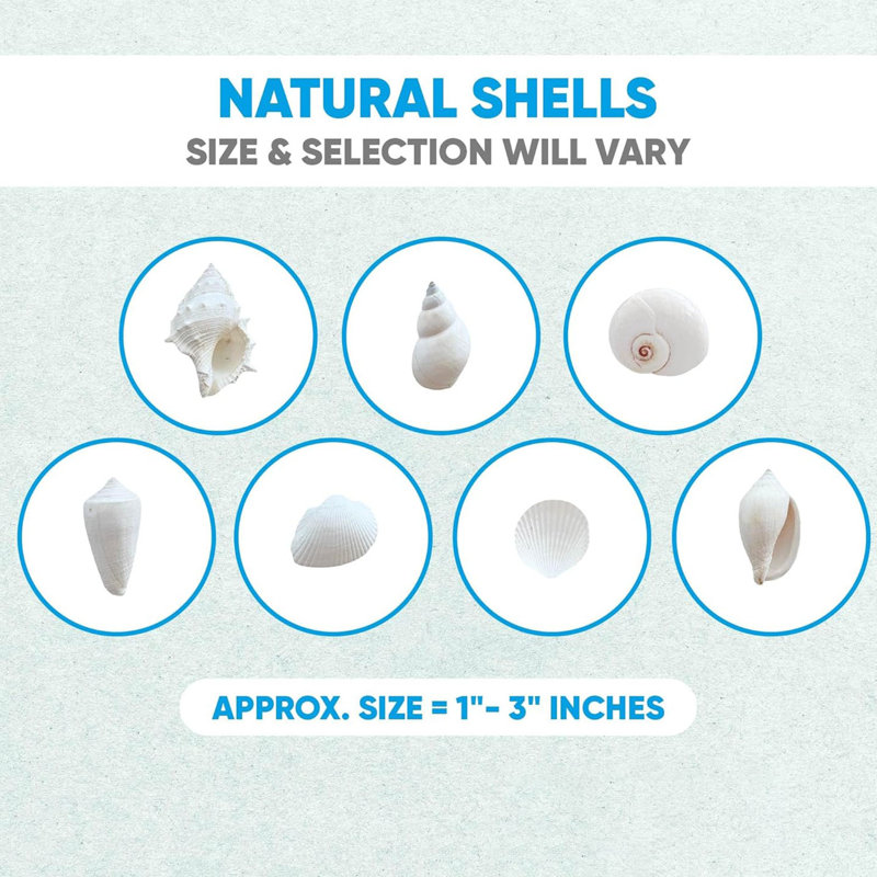 1,5 lb de coquillages naturels sélectionnés à la main, verre de mer étoile de mer, remplisseur de vase pour décoration de mariage