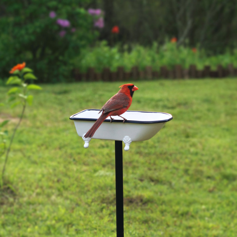 Brander Metal Single Tier Birdbath, White Enamel