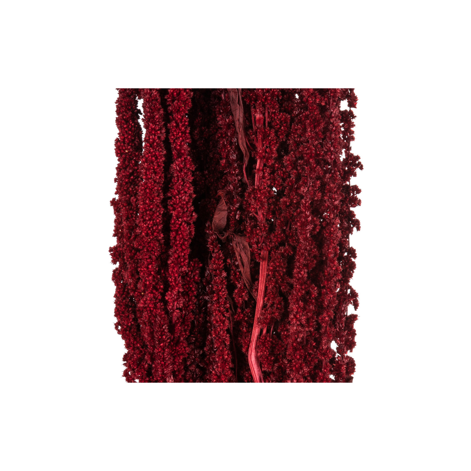 30" Amaranthus Bundle, Preserved, Merlot