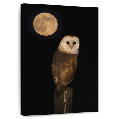 Full Moon Owl