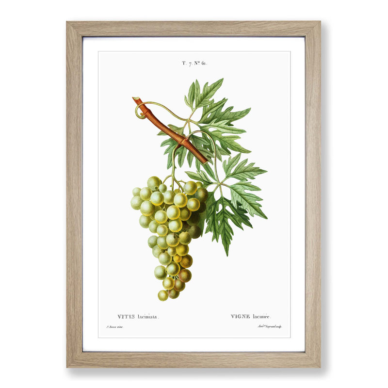 Green Grapes by Pierre-Joseph Redoute - Picture Frame Painting Print, 65cm H x 48cm W x 2cm D, Oak Framed