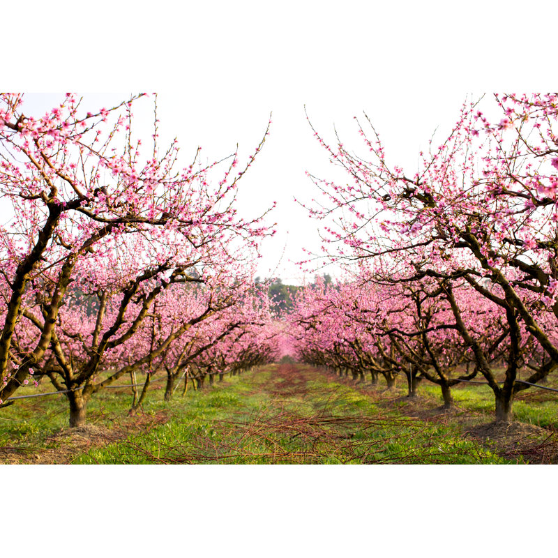 Peach tree orchard, 61cm H x 91cm W