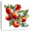 Yarlin Red Apples