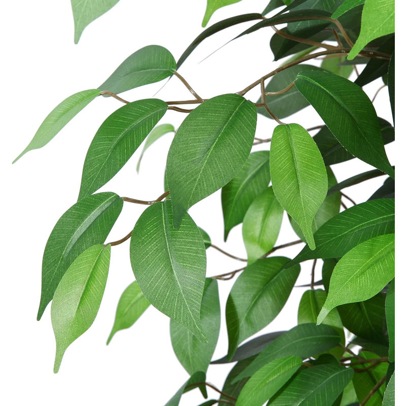 Ficus en pot 48 po