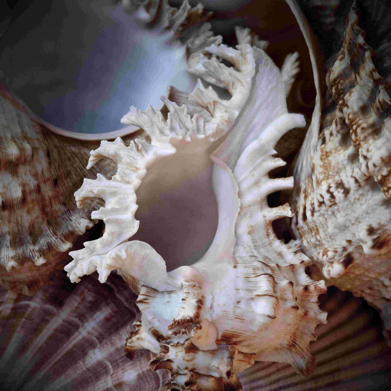 Macro coquilles II, H 12 po x l 12 po