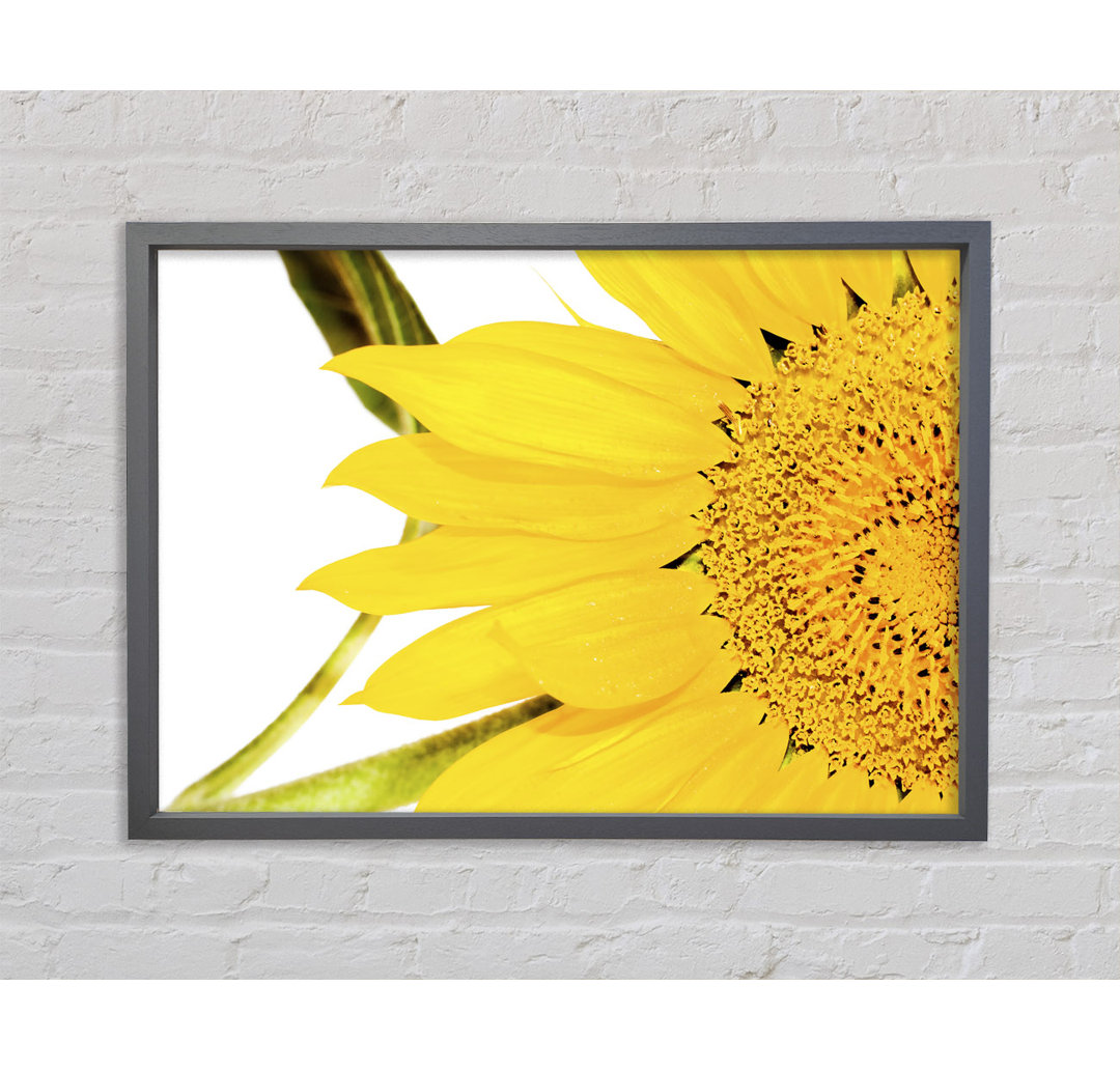 Close-up Petal Sunflower - Single Picture Frame Kunstdrucke auf Leinwand