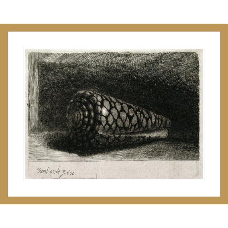 La coquille (Conus Marmoreus) par Rembrandt van Rijn - Estampe numérique encadrée, H 23,36 po x l 29,5 po