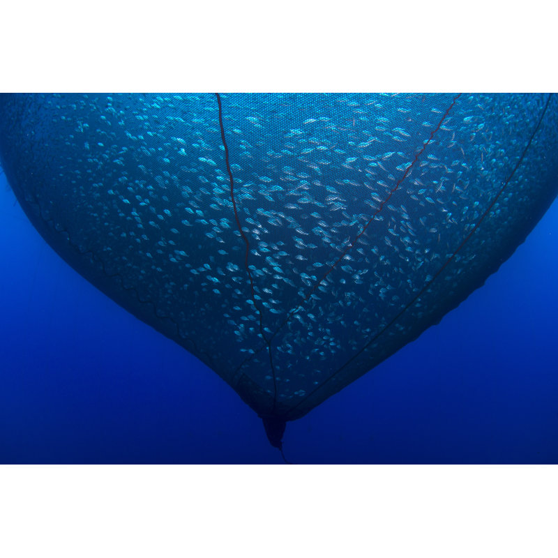 Fishfarm by Adokon - Wrapped Canvas Print, 30cm H x 46cm W