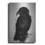 Le corbeau par Nicklas Gustafsson, sur aluminium brossé-100846899