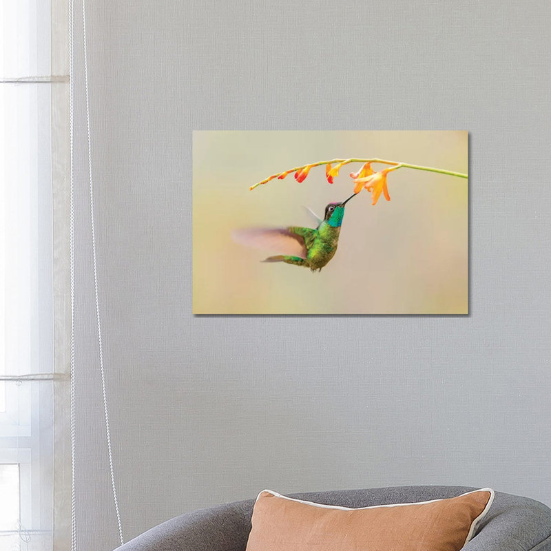 Central America, Costa Rica. Male Talamanca Hummingbird Feeding. by Jaynes Gallery - Wrapped Canvas Gallery-Wrapped Canvas Giclée