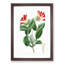 Honeysuckle Flower - Picture Frame Painting Print-55580211-55580214