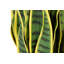 85cm Faux Banana Leaf Plant in Pot