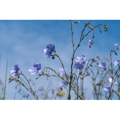 " Blue Flax Flowers " by Kn1