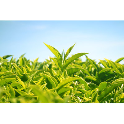Green Tea Leaves - Wrapped Canvas Print