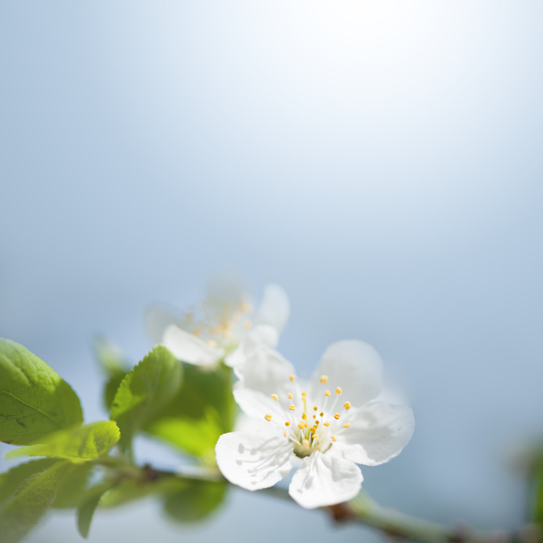 Frühlingsblüte Blume und Blätter