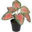 8 plantes