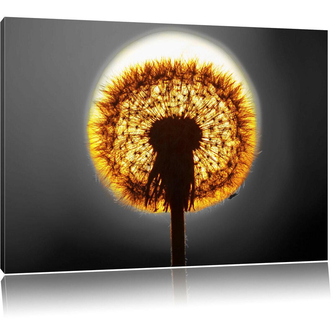 Leinwandbild Pusteblume vor untergehenden Sonne