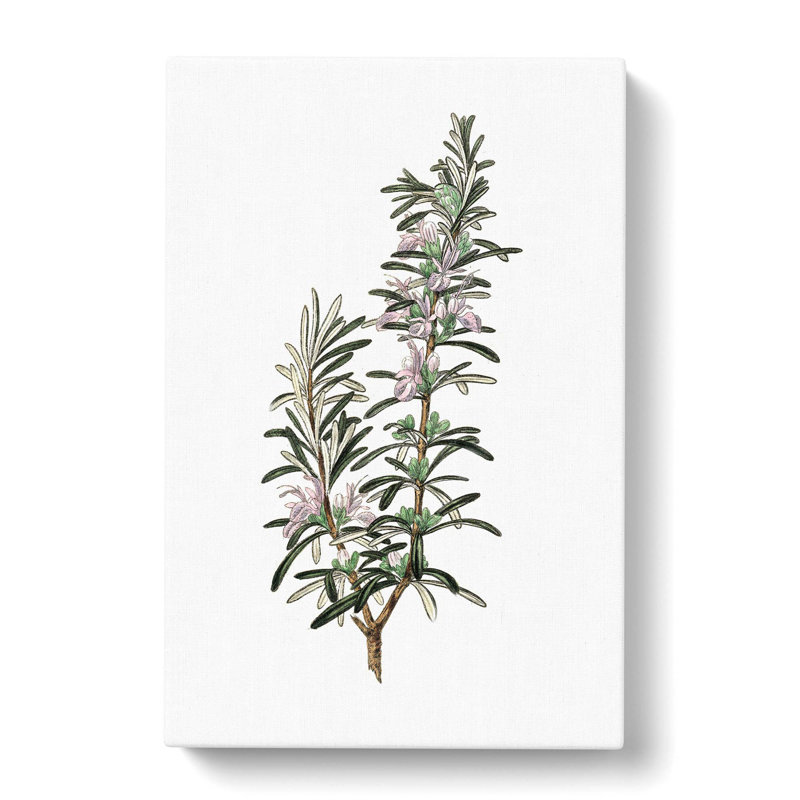 Rosemary Illustration - Wrapped Canvas Print, 50cm H x 35cm W x 3cm D