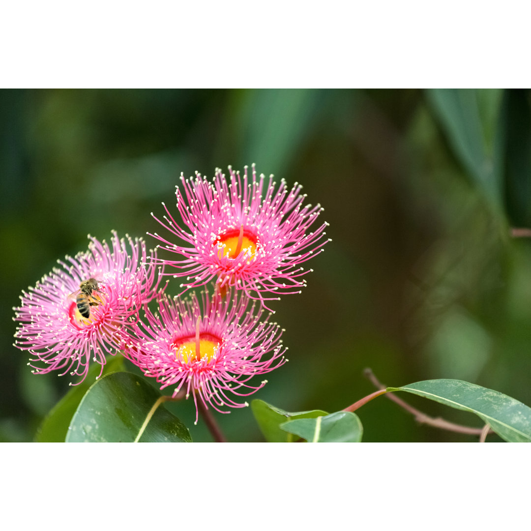 Honigbiene bestäubt rosa Blüte von Imamember - Drucken