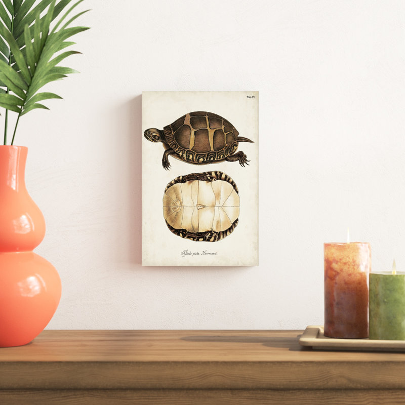 Tortues et coquillages antiques IV, H 12 po x l 8 po x P 1,25 po