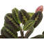 Live Red Prayer Plant in Classic Pot-72624927