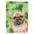 Bouledogue français brun