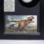 Tyrannosaurus Rex Bone Fossil In A Glass Display Box