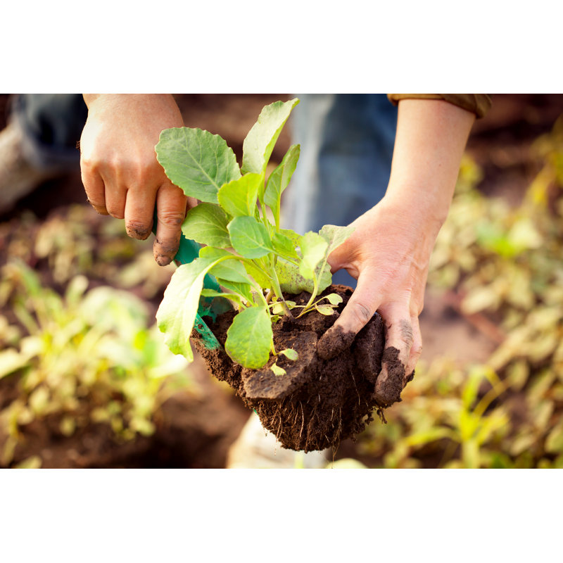Cabbage Seedlings by Maryviolet - Wrapped Canvas Print, 20cm H x 30cm W