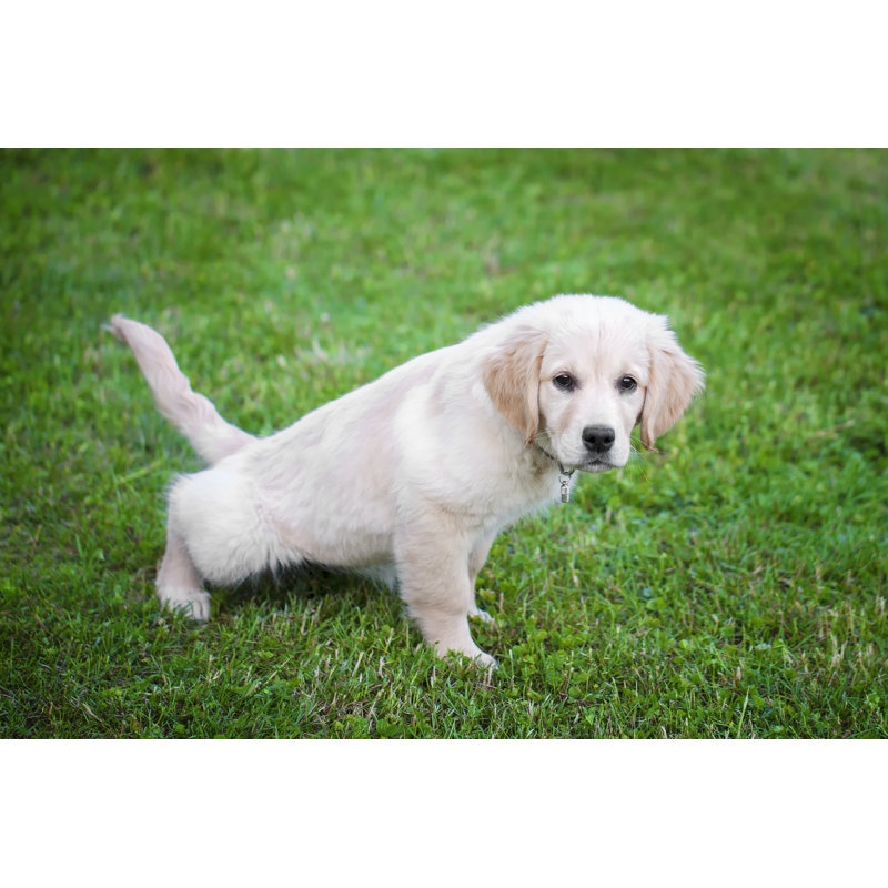 A Golden Retriever Puppy - No Frame Print on Canvas, 81cm H x 122cm W