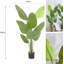 62.99cm Plant