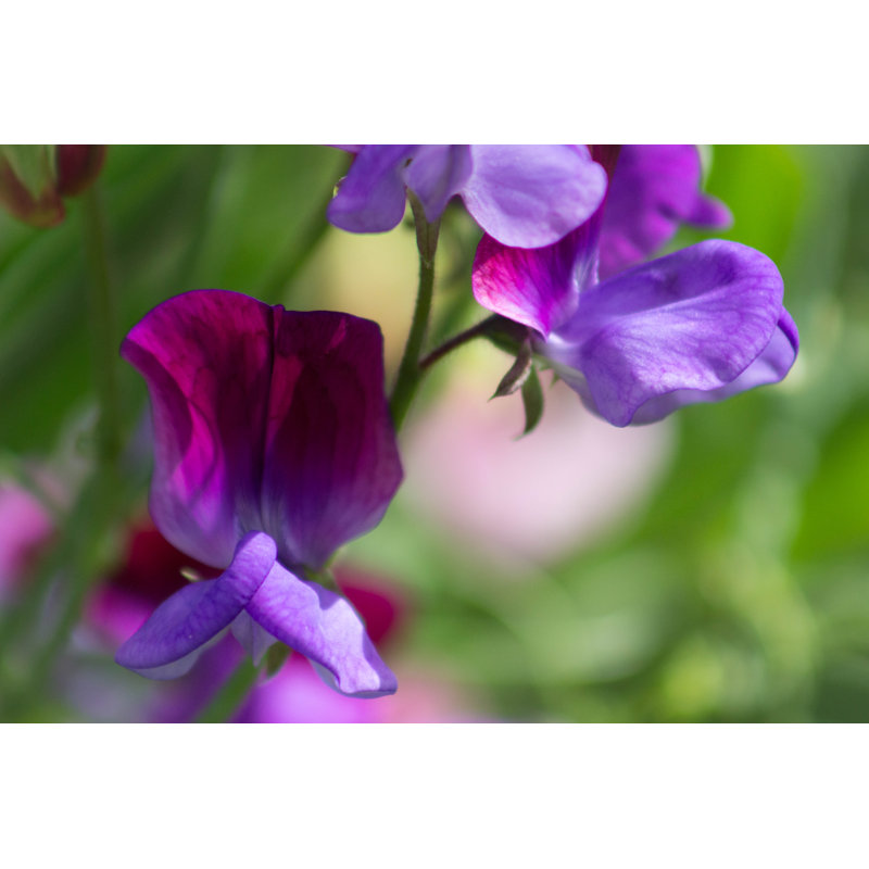 Sweet Pea Flowers by Sara Edwards - Wrapped Canvas Print, 51cm H x 76cm W
