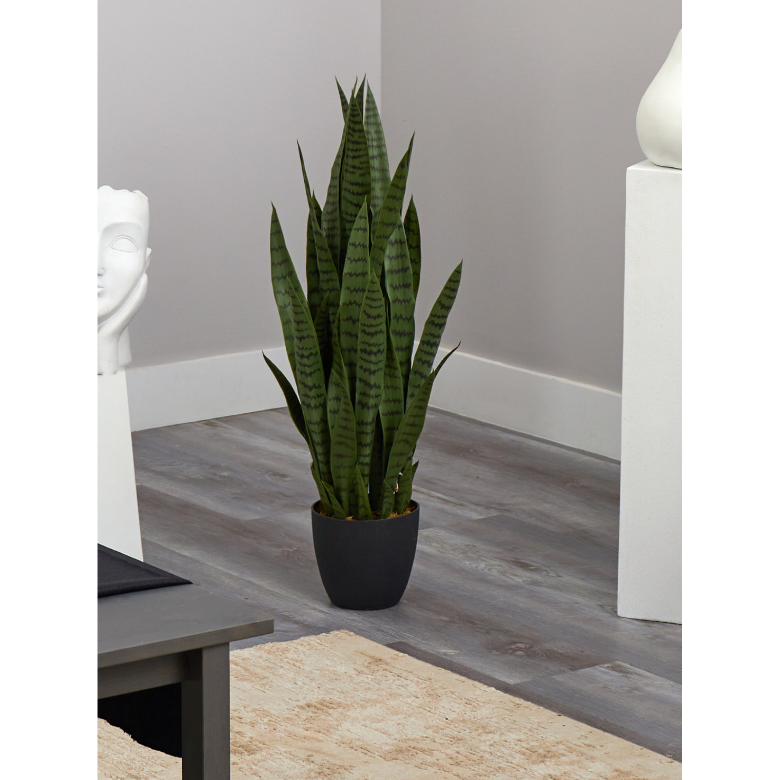 38" Snake Plant in Planter, Green