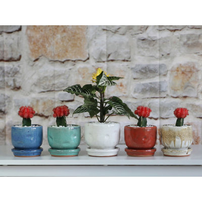 Finger Succulent Baby Cups 3.5" X 3.0"