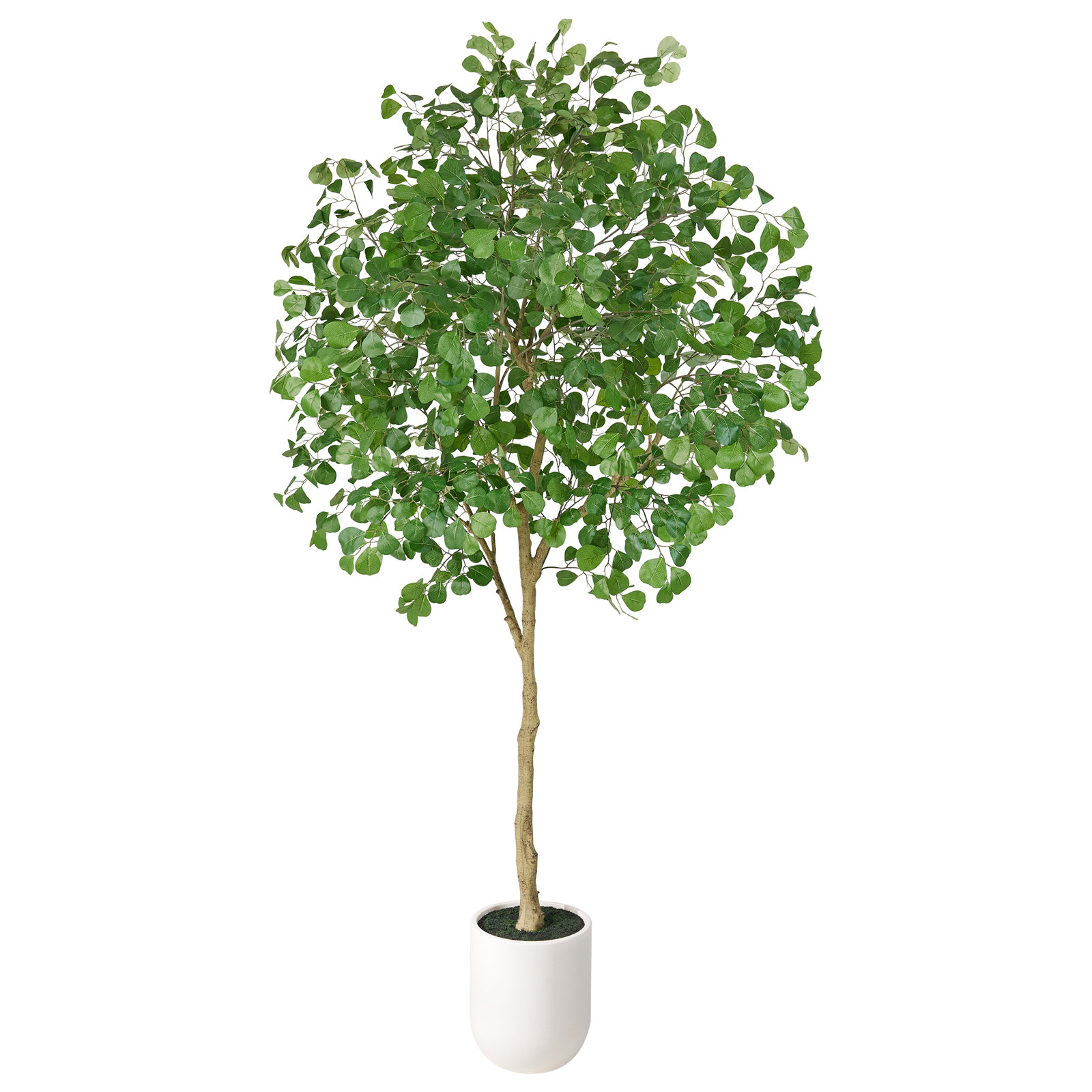 Adcock Plant, 96" H x 52" W x 48" D