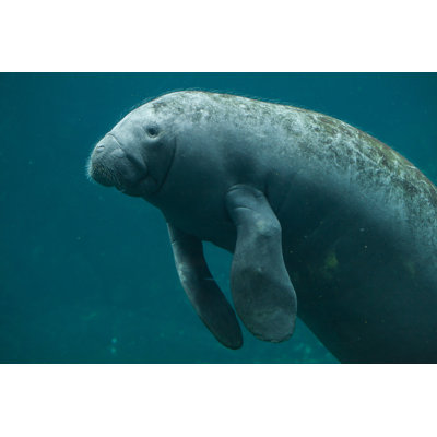 Antillean Manatee - Wrapped Canvas Print