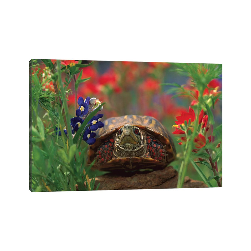 Western Box Turtle Among Lupine, North America And Paintbrush by Tim Fitzharris - Wrapped Canvas Print