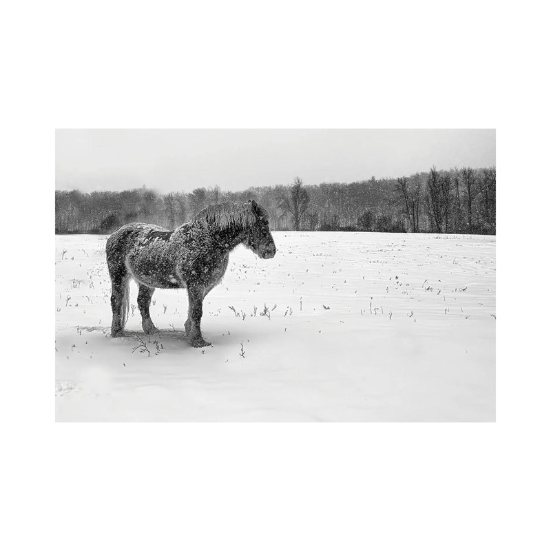 B&W Belgian by David Gardiner - Wrapped Canvas Gallery-Wrapped Canvas Giclée, 45.72cm H x 66.04cm W