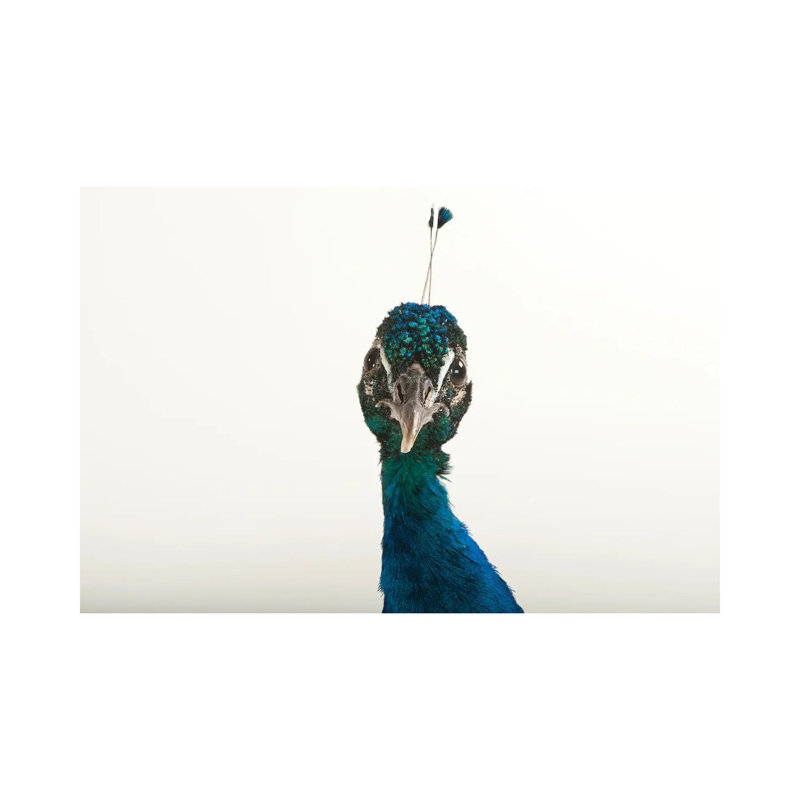 An Indian Blue Peafowl At The Lincoln Children's Zoo by Joel Sartore - Gallery-Wrapped Canvas Giclée on Canvas, Canvas