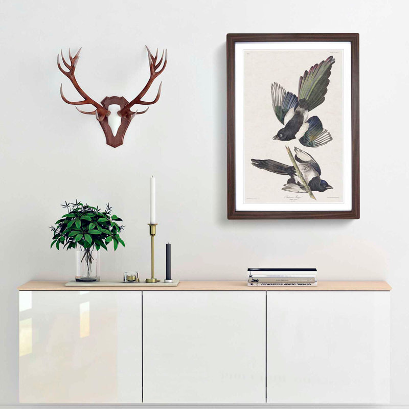 American Magpie by John Audubon - Single Picture Frame Painting, 63cm H x 45cm W x 2cm D, Walnut Framed