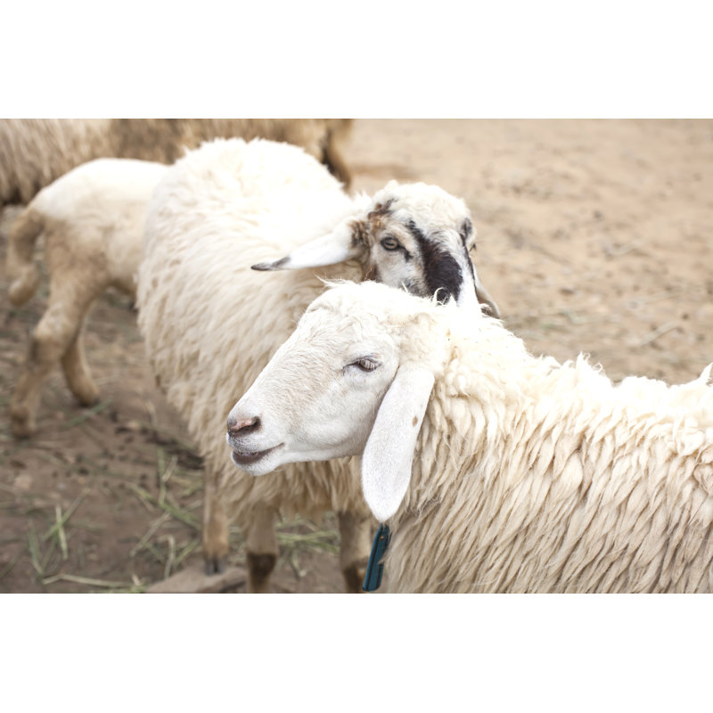 Mouton - Photographie sur toile tendue, H 8 po x l 12 po