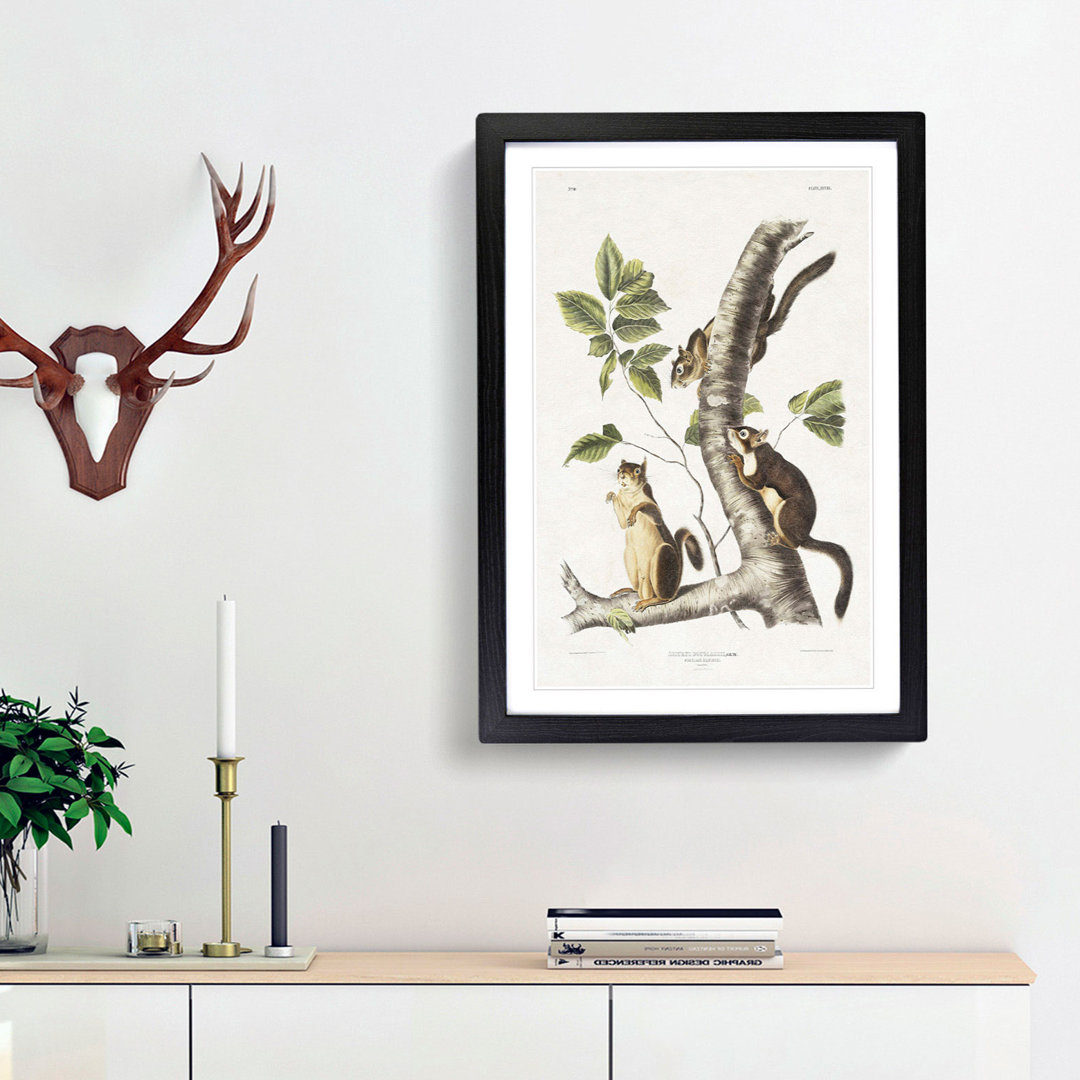 Douglass's Squirrels by J.W. Audubon - Picture Frame Painting Print