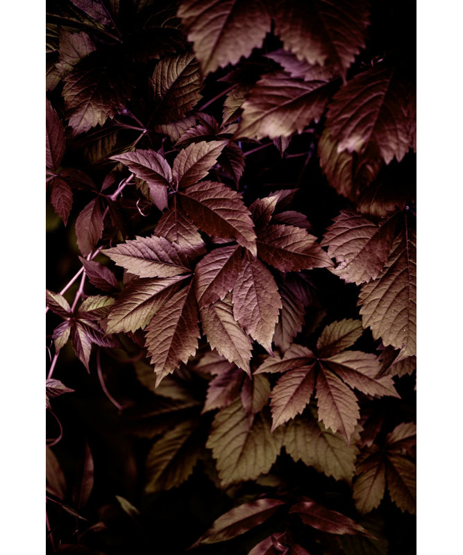 Wrapped Canvas Print, 81.28 cm H x 121.92 cm W