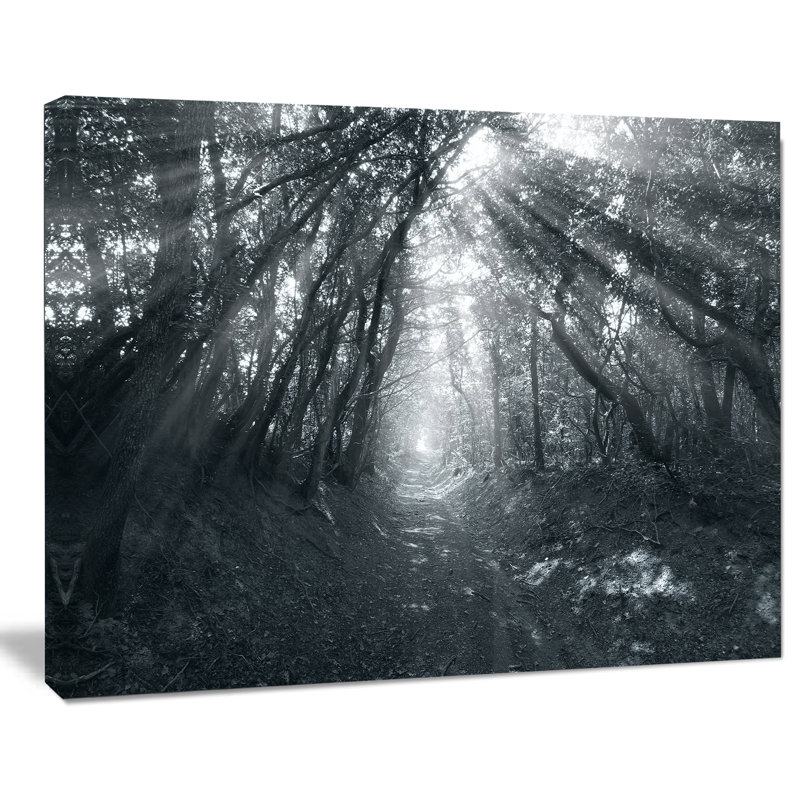 « sun rayons through the gray trees », reproduction de photo sur toile tendue, H 30 po x l 40 po x P 1 po