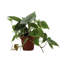 Live Green Heartleaf Philodendron Plant