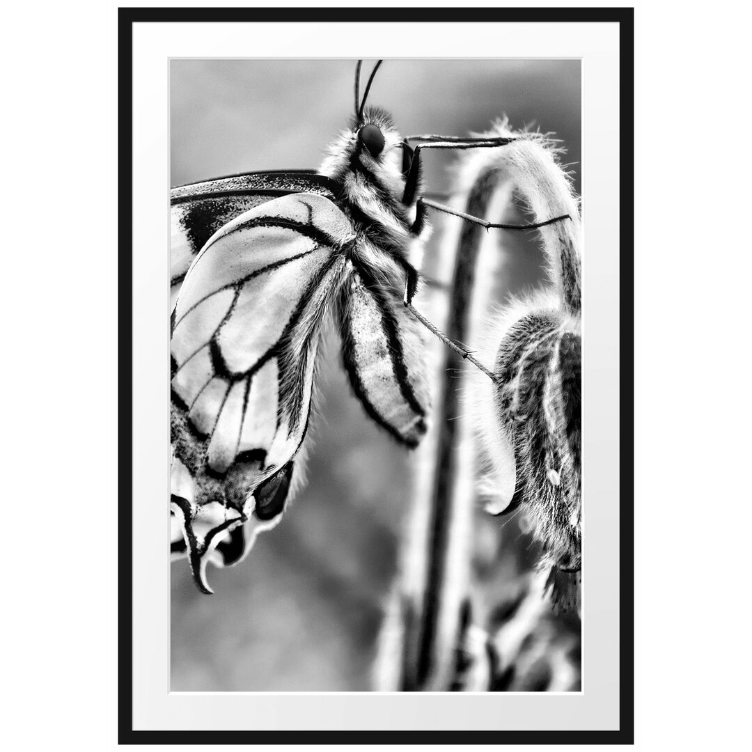 Gerahmter Fotodruck Swallowtail Butterfly