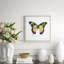 Butterfly Study 9' Framed Graphic Art Print on Glass