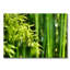 Bamboo Zen Print-46471835-46471841