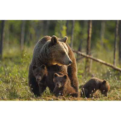 " Brown Bear Family " by Sylwiadomaradzka