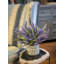 Purple Heather In A Glass Vase With Label